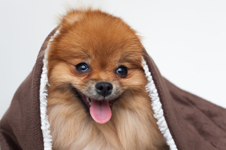 Young purebred Pomeranian wrapped in a brown blanket.