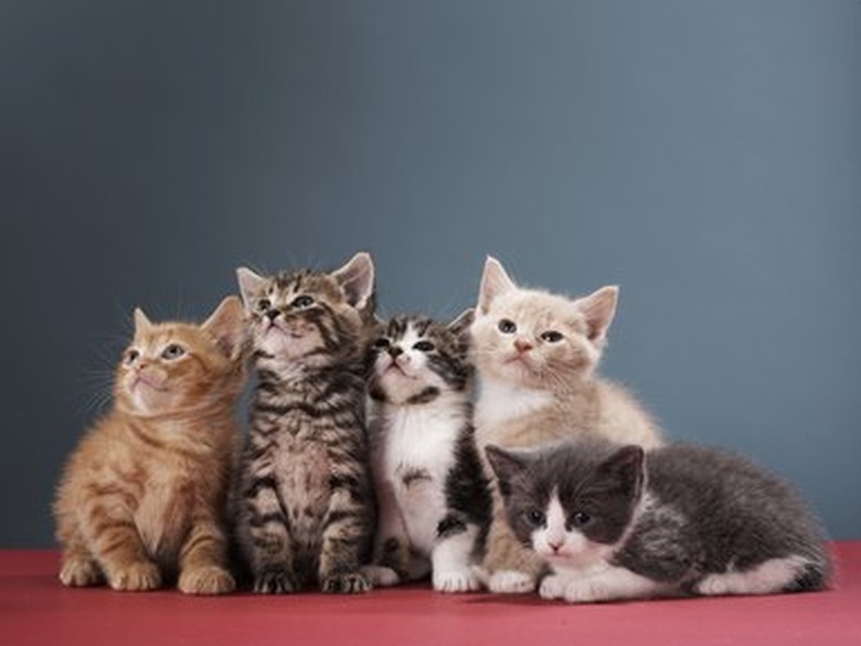 Portrait of group of kittens