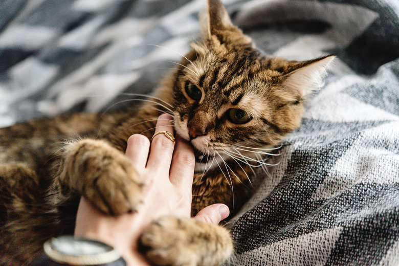 beautiful cute cat playing with woman hand and biting on stylish bed with funny emotions