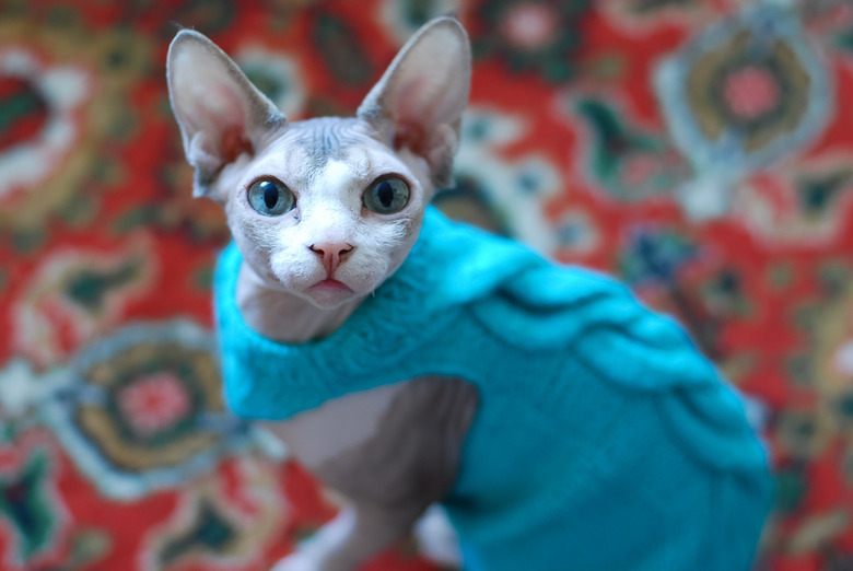 Sphynx cat looking into the camera in a blue sweater.