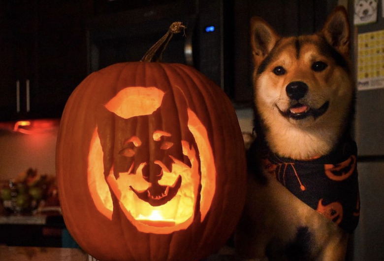 Happy shiba inu sitting next to a carved jack-o-lantern.