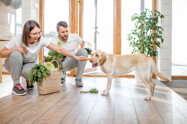 Couple feeding dog with carrot