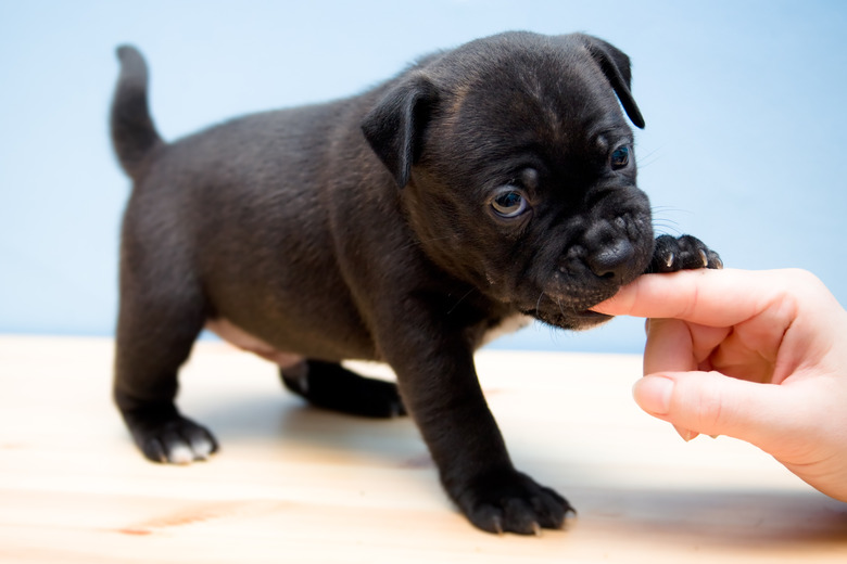 Staffordshire Bull Terrier puppy - 2 weeks