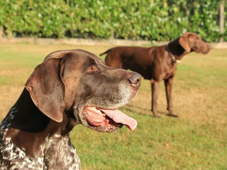 German Shorthaired Pointer