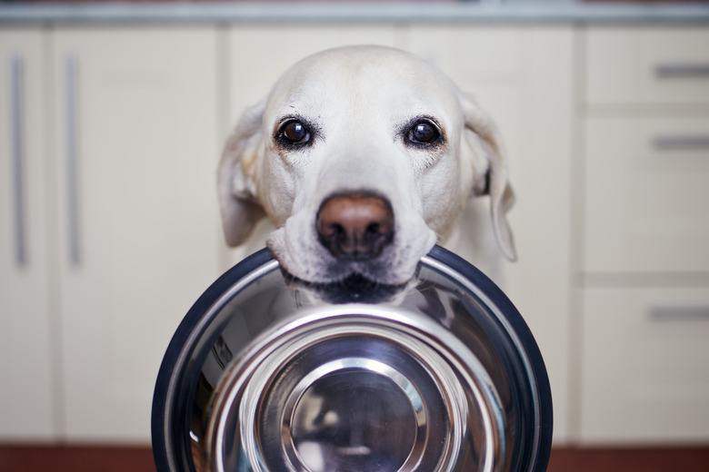 Can Dogs Eat Cream Of Wheat Cuteness