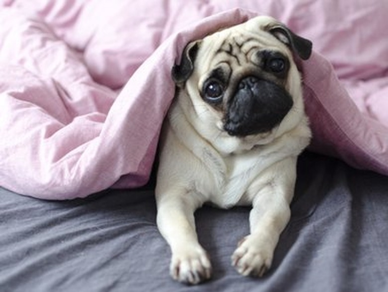 dog breed pug under the pink blanket