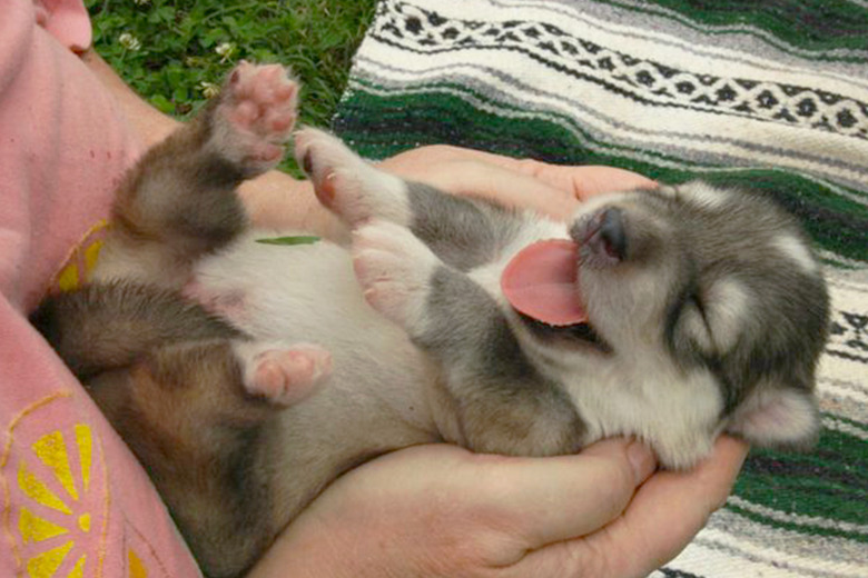 the most adorable puppy bellies of the year