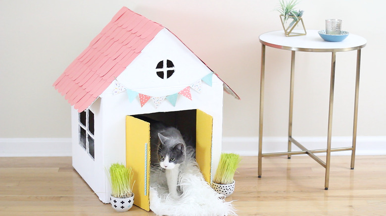 cat standing in cat house