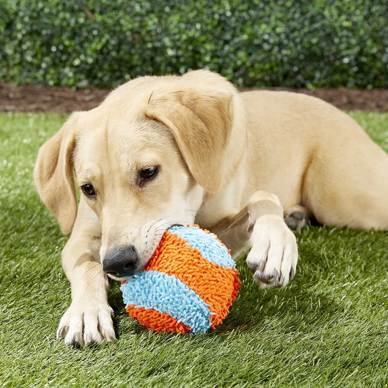 Dog chewing on ball