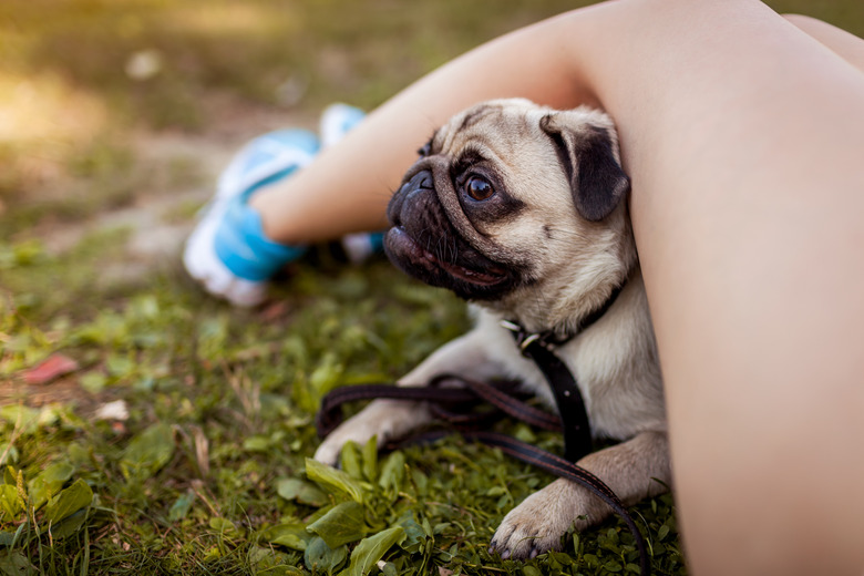 Pug dog hiding under master