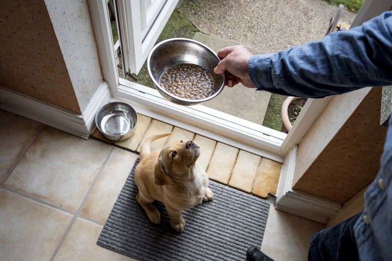 Cute Puppy Waiting for her Dinner