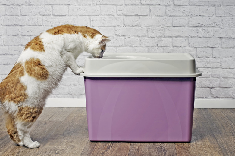 Cute Tabby Cat Looking Curious Inside A Top-Entry Litter Box.