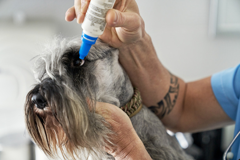 Close-Up of Veterinarian Putting Drops in Schnauzer's Eye