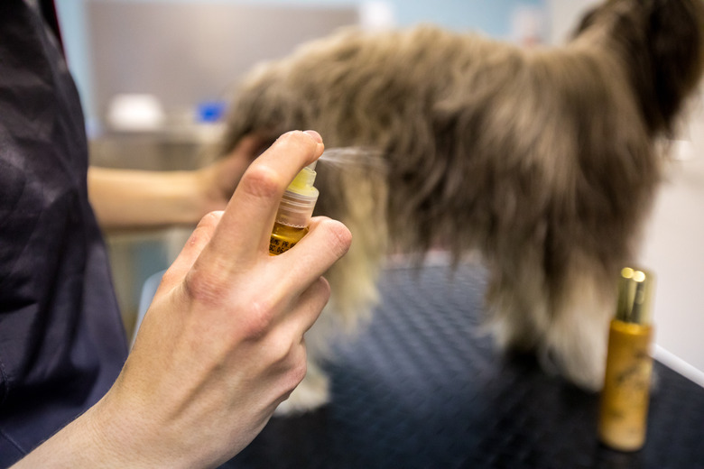 Pet Groomer Spraying a Dog Hair Care Product on a Dog in Salon