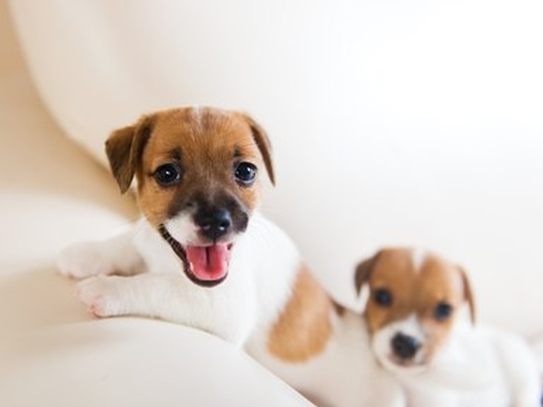 Two cute puppies playing on a white sofa