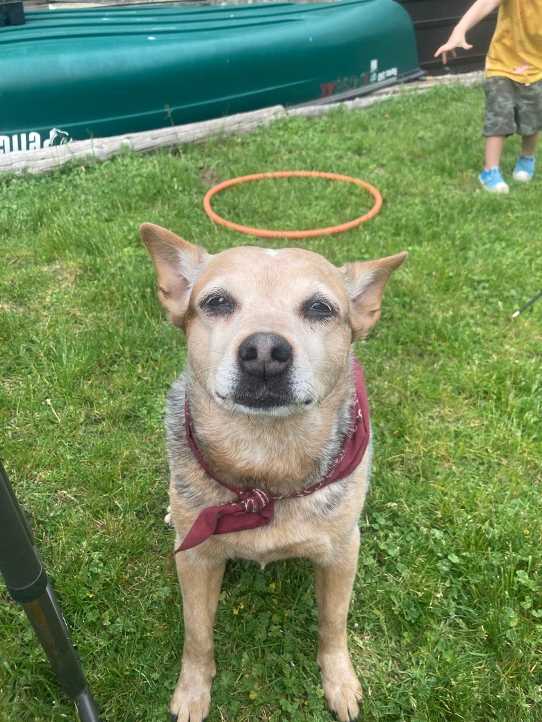 dog appears to have halo over head