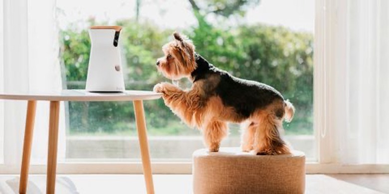 A small brown and black dog stands on a cushion, looking a white pet camera that perches on a wood table.