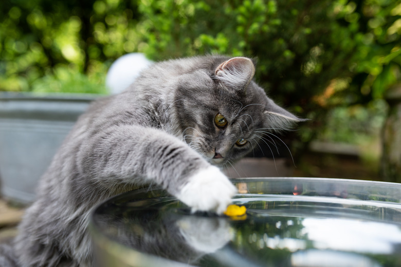 cat in garden playing with water fountain