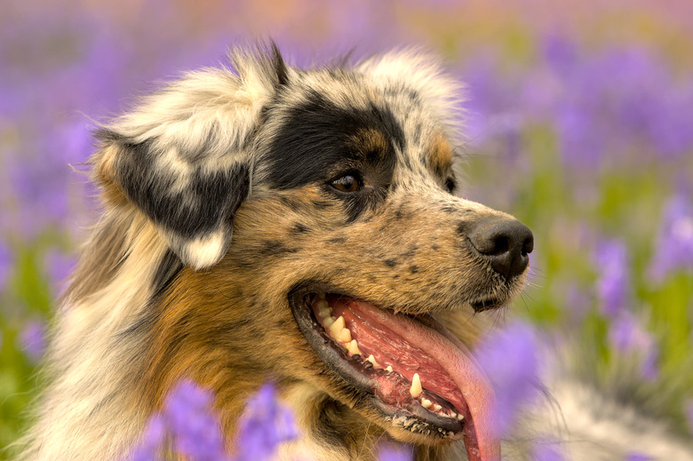 Dog in Bluebell Field