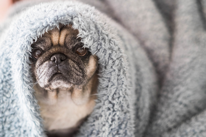 Dog Chews Bedding Why Does My Dog Chew His Blanket Cuteness