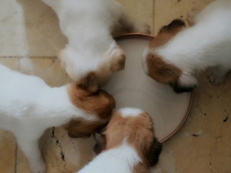 Directly Above Shot Of Puppies Drinking Milk In Container At Home