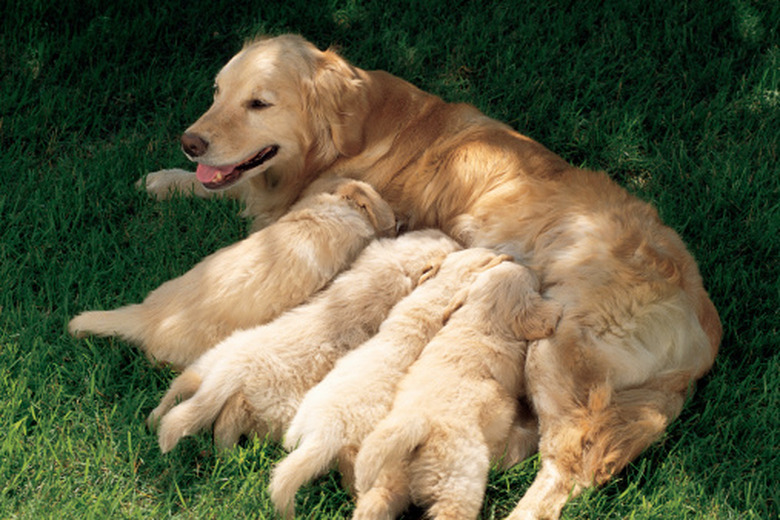 A golden retriever mother with 4 nursing puppies