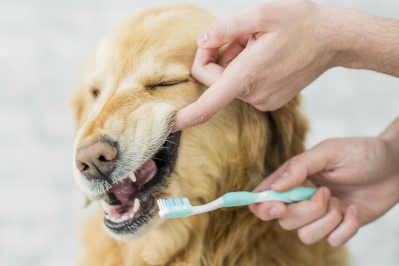 Dog Teeth Cleaning