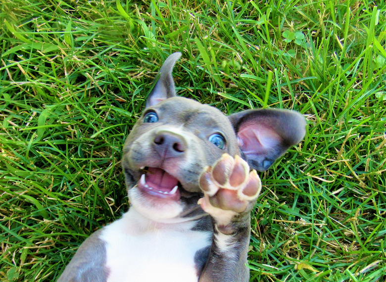 Gray And White Pit Bull Lying In Grass Showing Paw