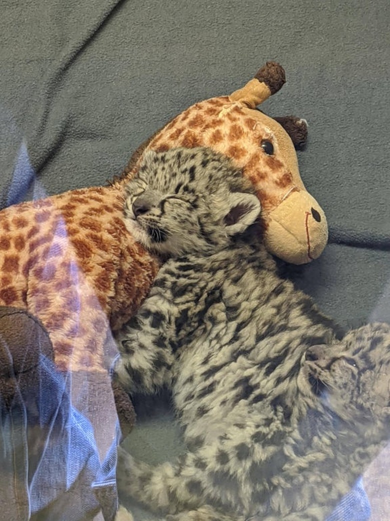 snow leopard cuddles with stuffed animal