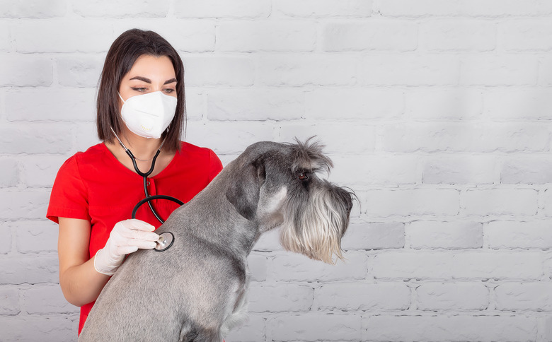 A veterinarian working in a clinic with a dog using a stethoscope