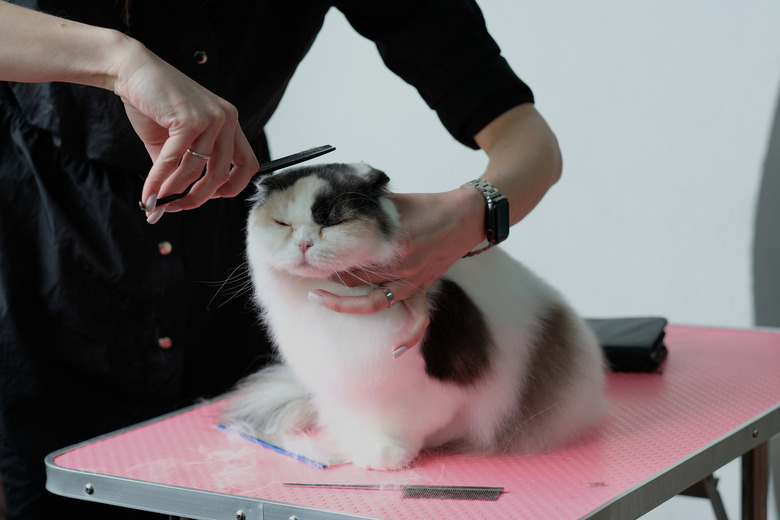 Professional cat groomer cutting a cat