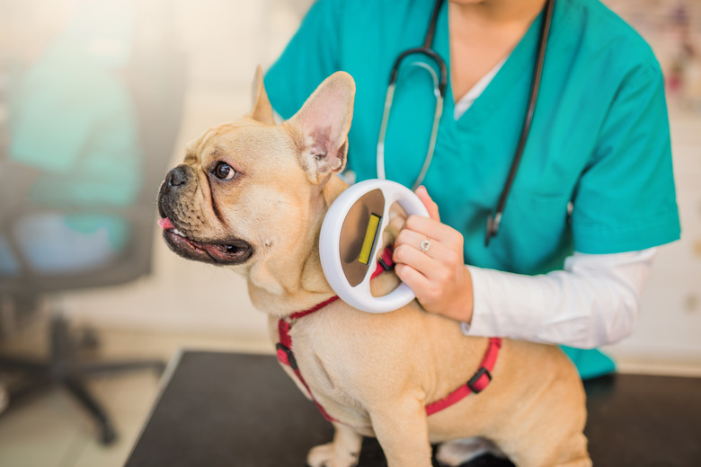 Microchip scanning a young French Bulldog.