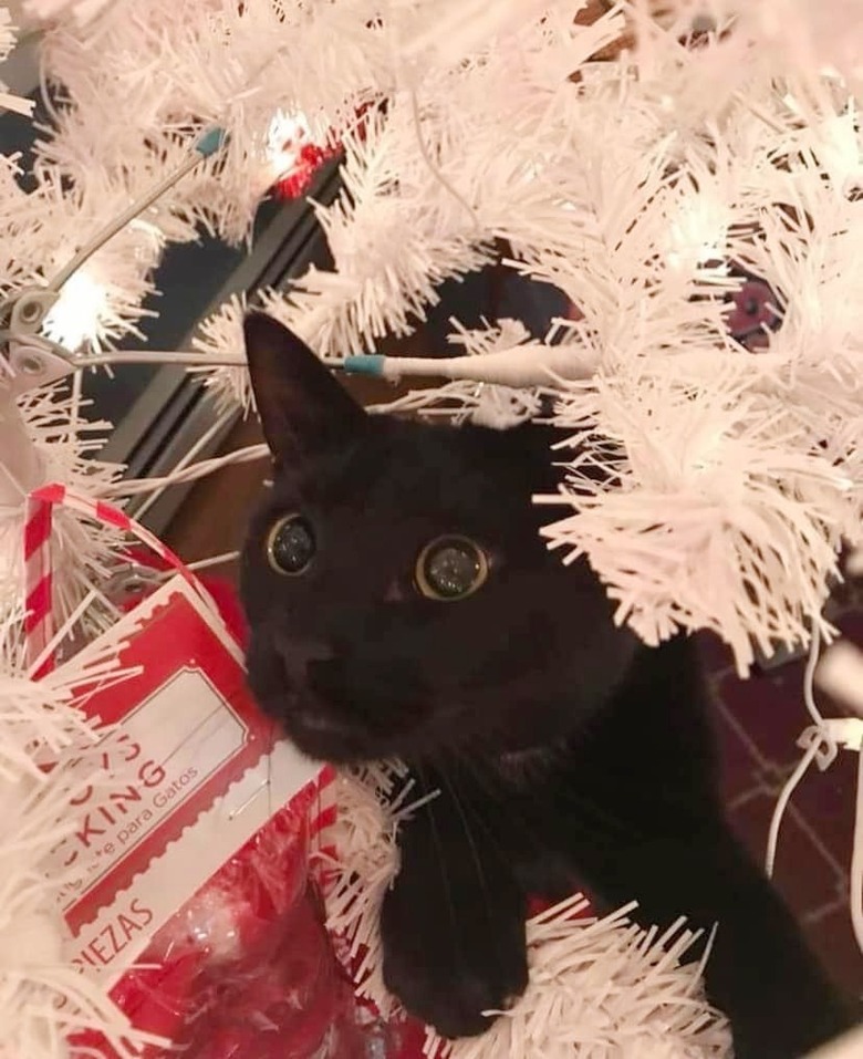 15 Photos Of Cats Being Too Pure Around Christmas Trees Cuteness