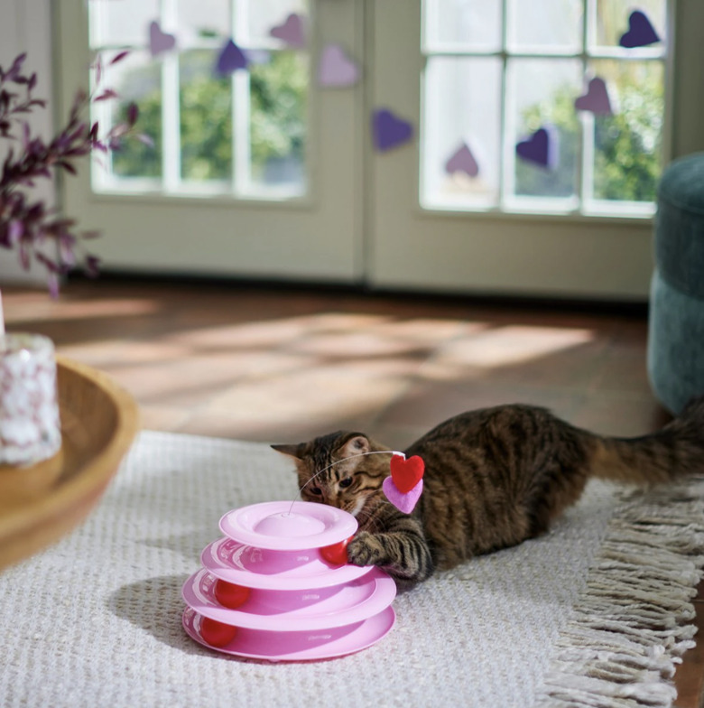 Cat playing with a three-tier track toy that