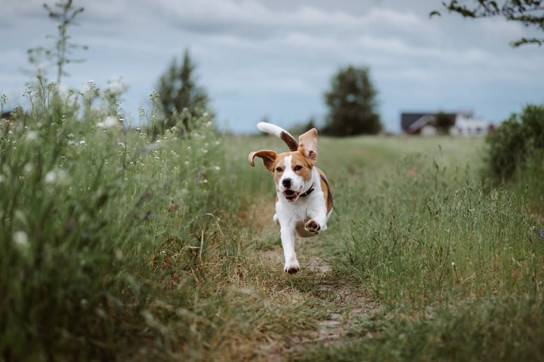 Happy dog running