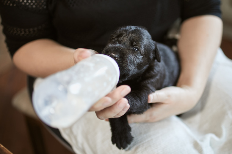 2 week old puppy vomiting curdled milk best sale