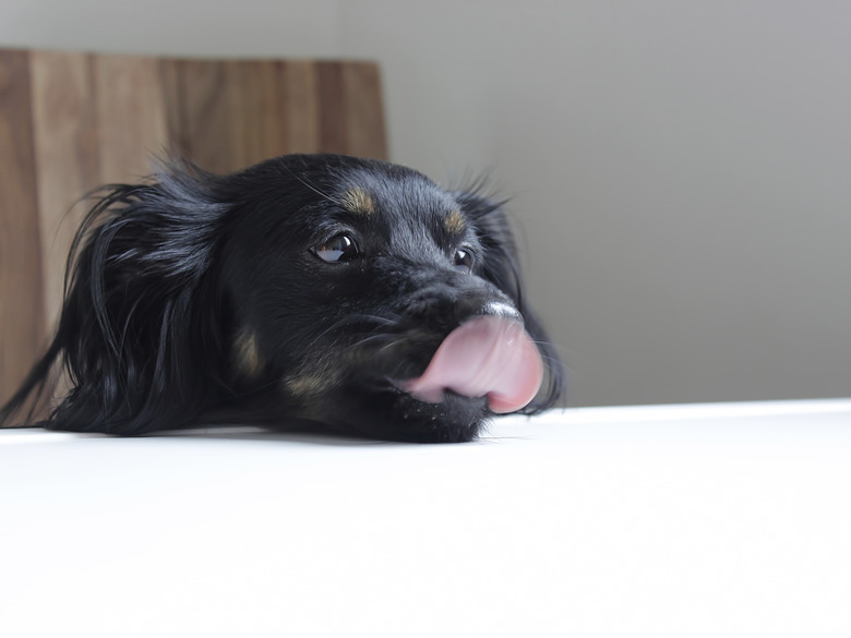 Dog with head on the table