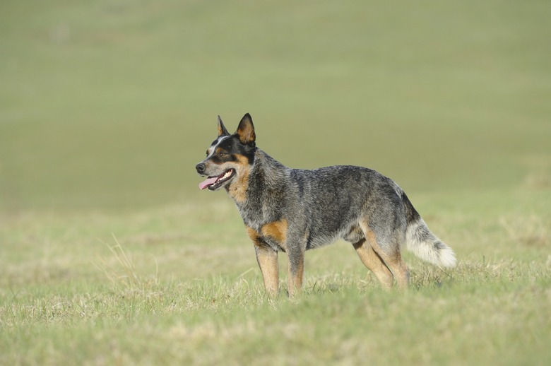 Stud Australian Cattle Dog