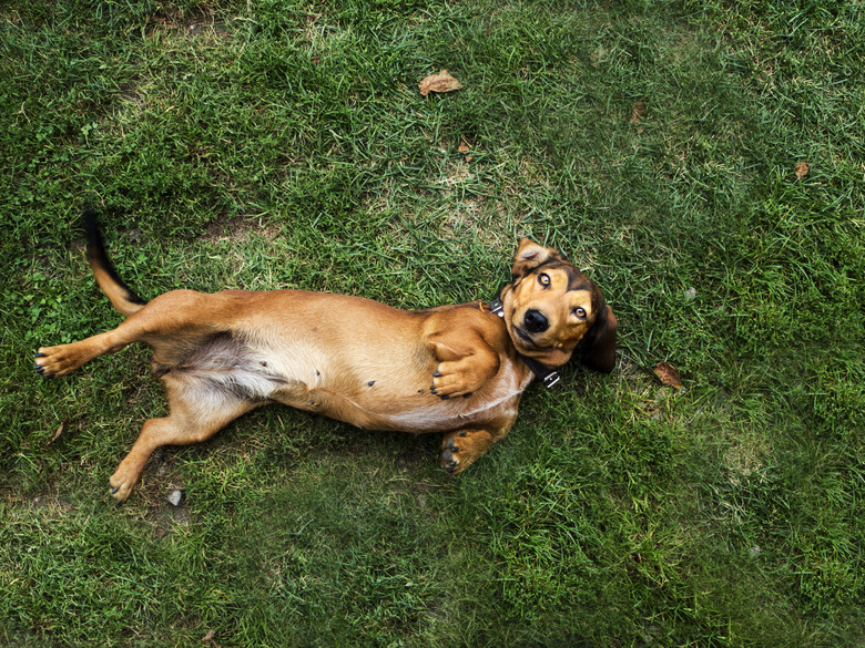 Overhead view of a dog rolling around on the grass, Poland