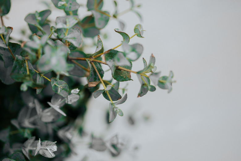 potted eucalyptus gunni at home with copyspace