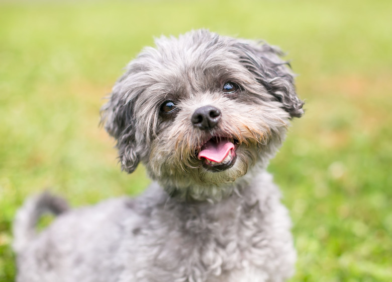 A happy Shih Tzu x Poodle mixed breed dog outdoors