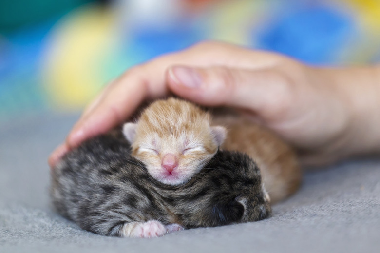 Germany, Mature woman touching newborn kittens, close up