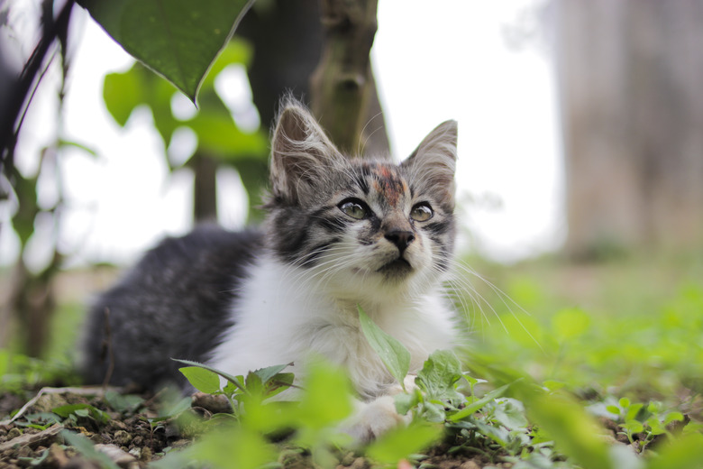 Cat keeps puking up dry food best sale