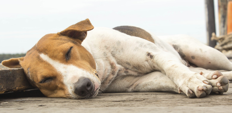 Dog sleeping on floor