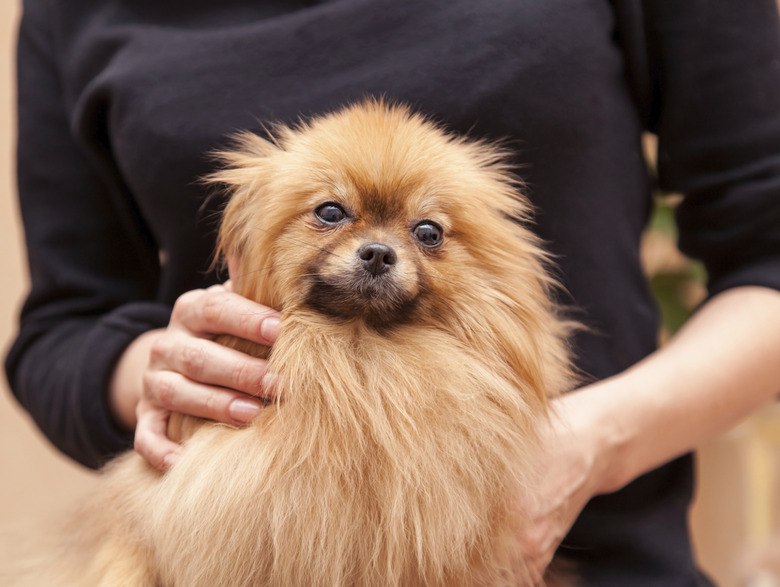 funny fluffy Pomeranian