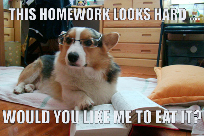 funny corgi memes