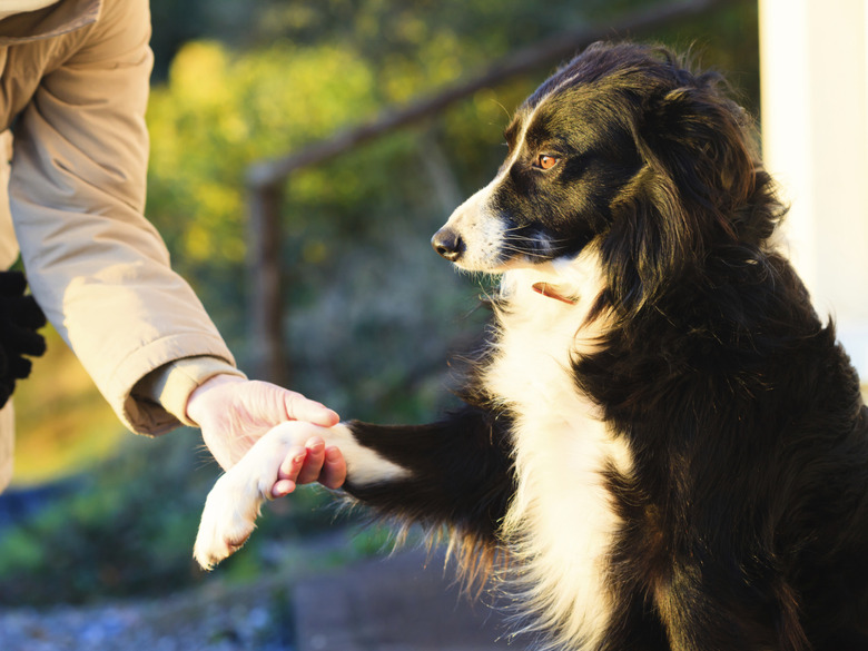 Bag balm for dog paws in winter best sale