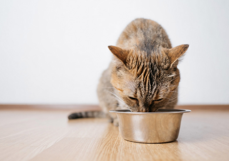 Hungry cat eats dry food from an steel bowl.