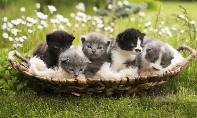 Kittens