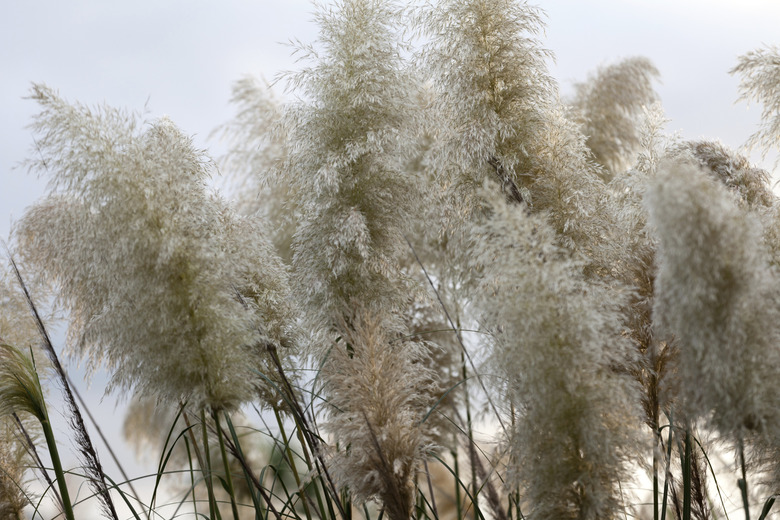 Pampas grass blowing in the wind